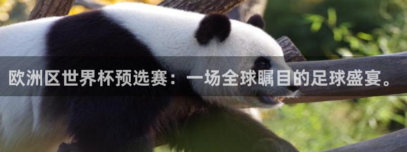 美国世界杯:欧洲区世界杯预选赛:一场全球瞩目的足球盛宴。